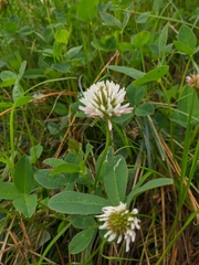 Trifolium hybridum