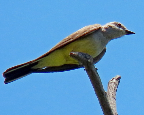 photo of Western Kingbird (Tyrannus verticalis)