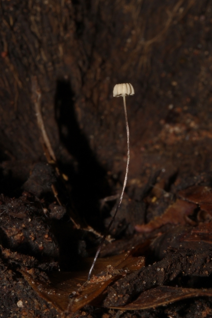 Marasmius · June 2018 · photo: © carlosmunozamezcua (iNaturalist, cc-by)