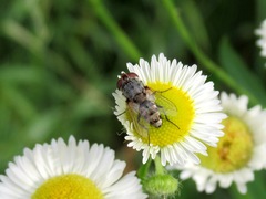 Miltogramma punctata