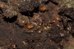 Labiotermes labralis