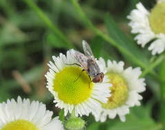 Miltogramma punctata