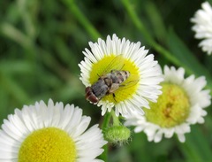 Miltogramma punctata