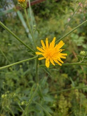 Crepis setosa