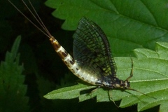 Ephemera danica