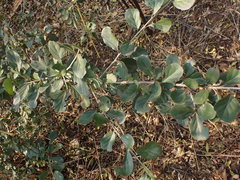 Ehretia rigida nervifolia