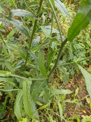 Crepis setosa