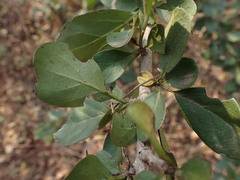 Ehretia rigida nervifolia