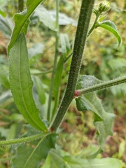 Crepis setosa