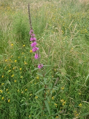 Lythrum salicaria