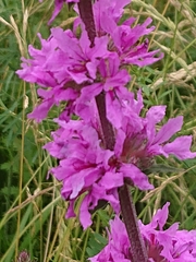Lythrum salicaria