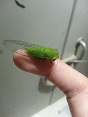 Chremistica ochracea