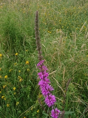 Lythrum salicaria