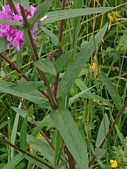 Lythrum salicaria