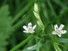 Microbotryum stellariae