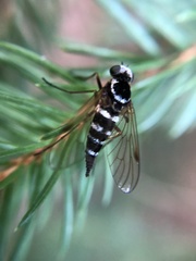 Chrysopilus ornatus