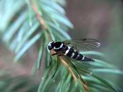 Chrysopilus ornatus