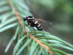 Chrysopilus ornatus