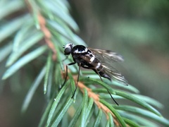 Chrysopilus ornatus