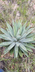 Agave lyobaa
