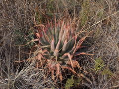 Aloe pretoriensis