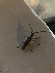 Neoptychodes trilineatus