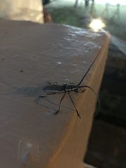 Neoptychodes trilineatus