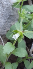Campanula erinus