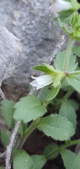 Campanula erinus