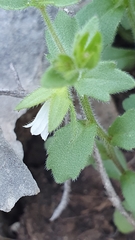 Campanula erinus