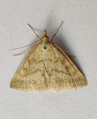 Psammotis pulveralis