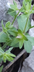 Campanula erinus