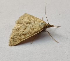 Psammotis pulveralis