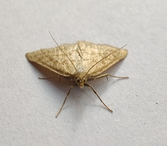 Psammotis pulveralis