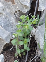 Campanula erinus