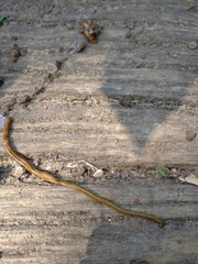 Diversibipalium multilineatum