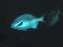 Kyphosus elegans