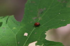 Epilachna nigrocincta