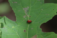 Epilachna nigrocincta