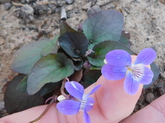 Viola villosa