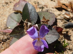 Viola villosa