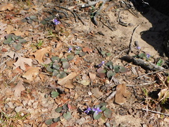 Viola villosa