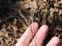 Aristida lanosa