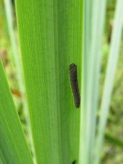 Rhadinoceraea micans