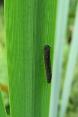 Rhadinoceraea micans