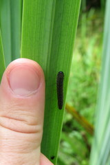 Rhadinoceraea micans