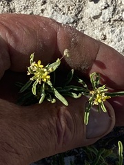 Cleomella parviflora