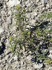 Cleomella parviflora