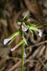 Nervilia concolor