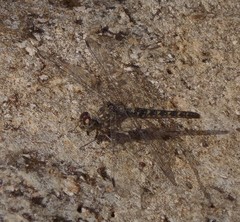 Bradinopyga strachani